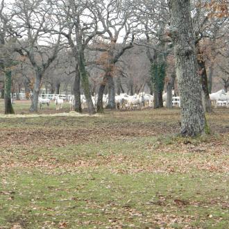 Tradicije reje lipicancev. Foto: A. Jerin, 2011