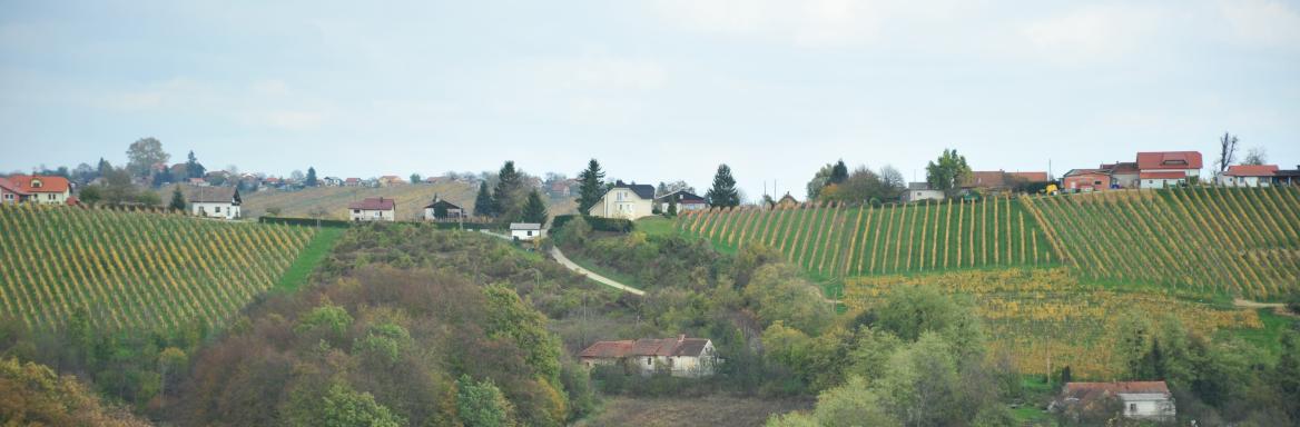 Vinogradništvo. Foto: A. Jerin, 2013