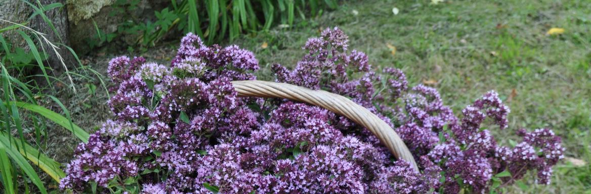 Zeliščarstvo. Foto: V. Mlakar, 2022 