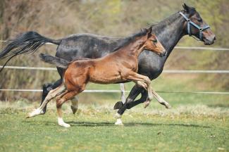  Reja in vzreja ljutomerskih kasačev. Foto: J. Dolinšek, 2016