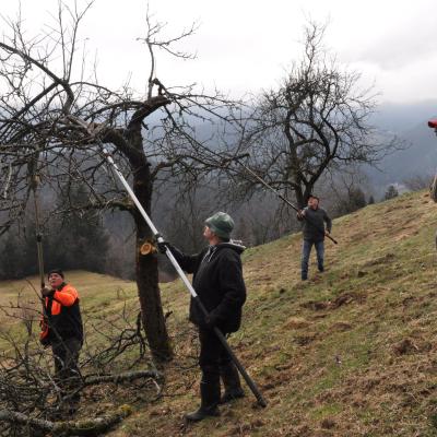 Close-to-nature cultivation and use of meadow orchards. Photo: J. Gačnik, 2024 