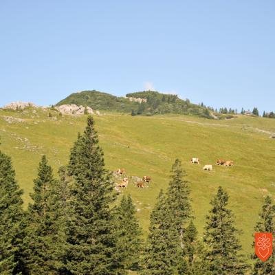 Paša na Veliki planini. V ozadju vrh Velike planine - Gradišče (1666m). Foto: Anja Jerin, 2016. 
