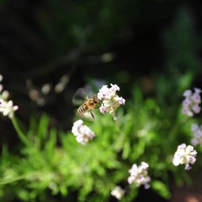 Kranjska čebela. Foto: A. Jerin, 2010
